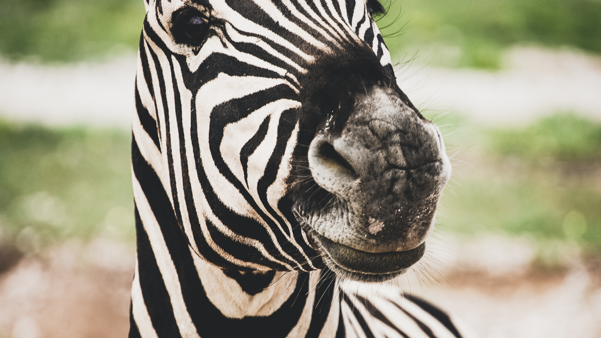 The Zebra in Namibia